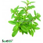 Staurogyne sp. Bihar – Hledejceny.cz