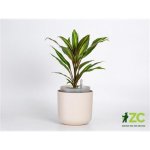 Plastia Samozavlažovací květináč Tolita 16 slonová kost – Zboží Dáma