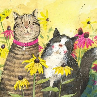 Menší přání se dvěma kočkami - design Alex Clark – Hledejceny.cz