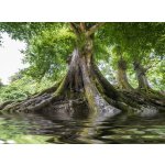 WEBLUX 68377557 Fototapeta papír big old tree and a river velký starý strom a řeka rozměry 360 x 266 cm – Hledejceny.cz