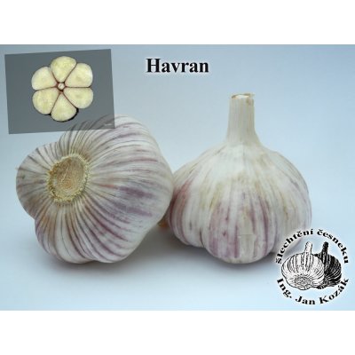 Sadbový česnek HAVRAN 3 až 4 ks - paličák – Zboží Dáma
