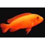 Hobby Artemix artemie a sůl 195 g – Zboží Dáma