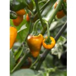 Golden Nugget – Zboží Dáma