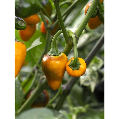 Golden Nugget – Zboží Dáma