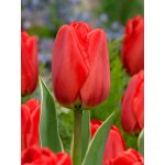 Tulipán 'Parade' 5 ks – Zboží Dáma