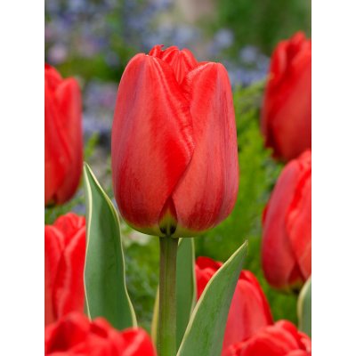 Tulipán 'Parade' 5 ks – Zboží Dáma