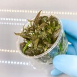 Cryptocoryne wendtii "Mi Oya" – Zboží Dáma