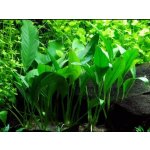 Anubias afzelii - Anubias Afzelův – Zboží Dáma