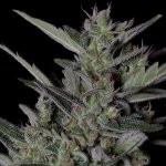Big Head Seeds Crystal Gelato AUTO semena neobsahují THC 10 ks – Zboží Dáma