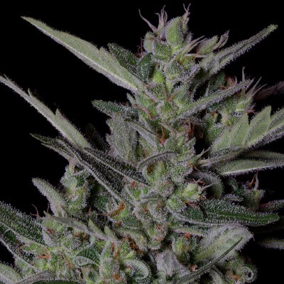 Big Head Seeds Crystal Gelato AUTO semena neobsahují THC 10 ks – Zboží Dáma