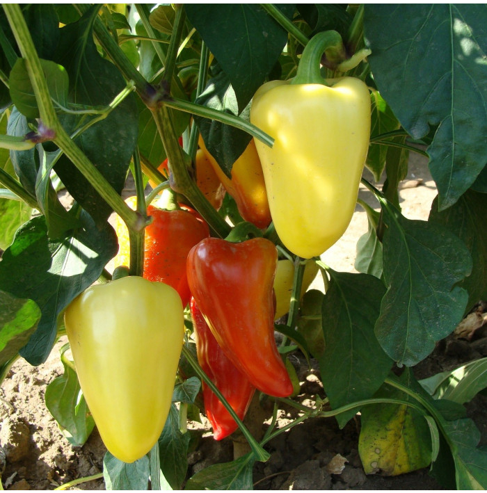 Paprika Zlata - Capsicum annuum - semena papriky - 30 ks