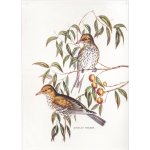 SCANquilt FLORA oriolus 50 x 70 cm smetanovohnědá – Zbozi.Blesk.cz