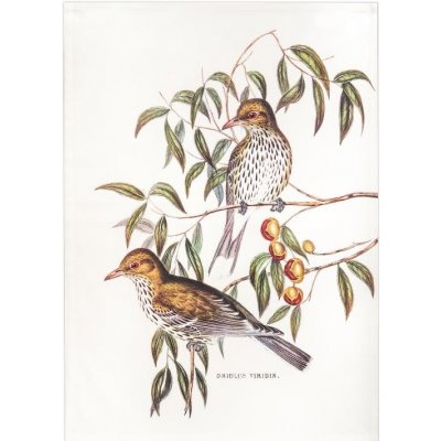 SCANquilt FLORA oriolus 50 x 70 cm smetanovohnědá – Zbozi.Blesk.cz