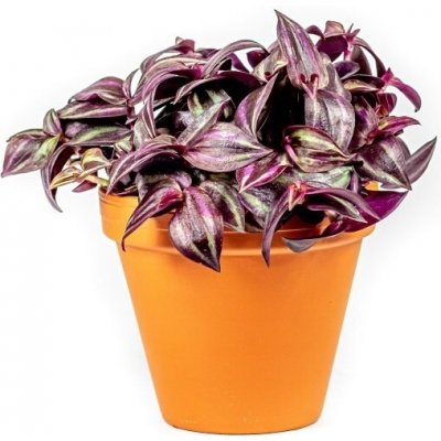 Gardners Tradescantia zebrina Purple, průměr 6-7,5 cm Podeňka, voděnka – Sleviste.cz