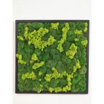 Mechový obraz z kopečkového mechu 40cm x 40cm – Hledejceny.cz