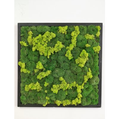 Mechový obraz z kopečkového mechu 40cm x 40cm – Hledejceny.cz
