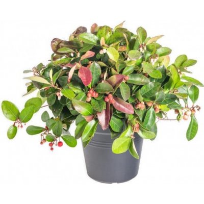 Libavka polehlá, Gaultheria procumbens, průměr květináče 10.5 cm – Zboží Mobilmania