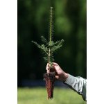 GREENBOSS FLOWER Jedle kavkazská QP 40 (15/20) Velikost: 15 až 20 cm – Zboží Dáma