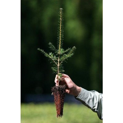 GREENBOSS FLOWER Jedle kavkazská QP 40 (15/20) Velikost: 15 až 20 cm – Zboží Dáma