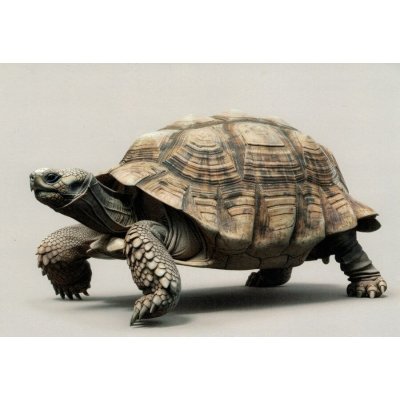 Pohlednice Želva 1 – Zboží Dáma