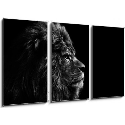 Obraz 3D třídílný - 90 x 50 cm - Stunning facial portrait of male lion on black background in bla Ohromující obličej portrét lva na černém pozadí v bla – Zboží Mobilmania