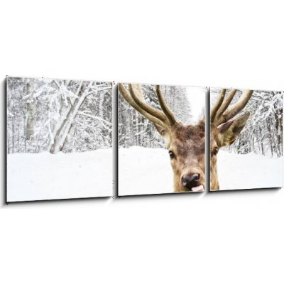 Obraz 3D třídílný - 150 x 50 cm - Deer with beautiful big horns on a winter country road Jelen s krásnými velkými rohy na zimní venkovské cestě – Sleviste.cz