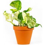 Gardners Epipremnum Happy Leaf, průměr 12 cm Šplhavník – Zboží Dáma