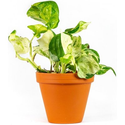 Gardners Epipremnum Happy Leaf, průměr 12 cm Šplhavník – Zboží Dáma
