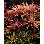 Pogostemon stellata broadleaf Red – Zboží Dáma