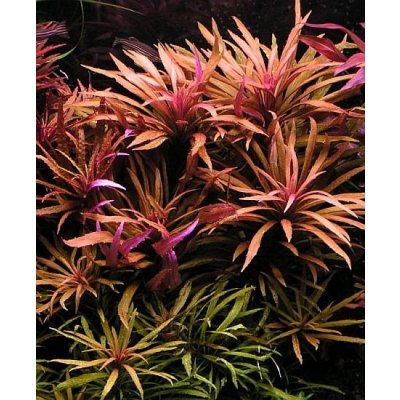 Pogostemon stellata broadleaf Red – Zboží Dáma