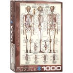 EuroGraphics Kosterní soustava The Skeletal System 1000 dílků – Zbozi.Blesk.cz