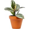 Gardners Ficus elastica Ruby, průměr 9 cm Fíkovník pryžodárný, Fíkovník, Gumovník