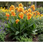 Dosna 'Queen Charlotte' 1 ks – Sleviste.cz