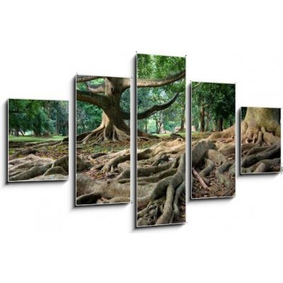 Obraz pětidílný 5D - 125 x 70 cm - Primeval rainforest in Kandy, Sri Lanka Pralesní deštný prales v Kandy na Srí Lance