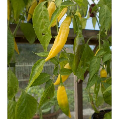 BIO Chilli Lemon Drop - Capsicum baccatum - bio osivo chilli - 7 ks – Hledejceny.cz