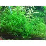Taxiphyllum alternans - Taiwan moss – Zboží Dáma