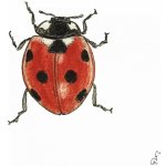 Ubrousek 33x33cm Beruška – Zbozi.Blesk.cz