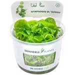 Nymphoides sp. Taiwan – Zboží Dáma