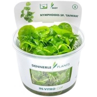 Nymphoides sp. Taiwan – Zboží Dáma