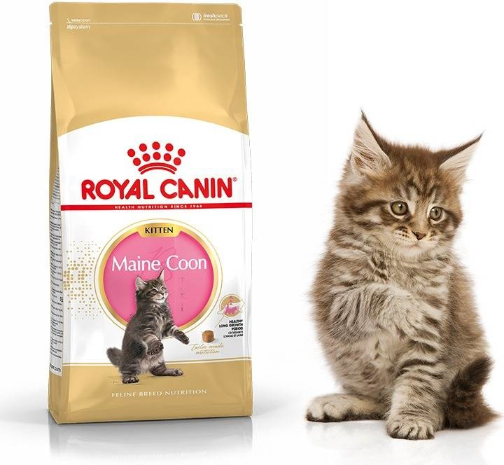Royal Canin Maine Coon Kitten 4 kg od 1 140 Kč - Heureka.cz