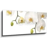 Obraz 1D panorama - 120 x 50 cm - White orchid Bílá orchidej – Hledejceny.cz