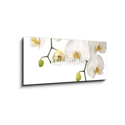 Obraz 1D panorama - 120 x 50 cm - White orchid Bílá orchidej – Hledejceny.cz