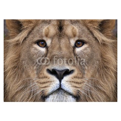 WEBLUX 99132688 Fototapeta plátno The face of an Asian lion. The King of beasts Tvář asijského lva. Král zvířat největší kočka světa pohlédl přímo do kamery. Nejnebez rozměry 160 x 116 cm – Zboží Mobilmania