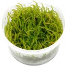 Vesicularia ferriei - Weeping Moss