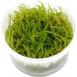 Vesicularia ferriei - Weeping Moss – Zboží Dáma