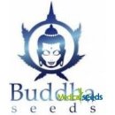 Buddha Seeds Buddha Purple Kush semena neobsahují THC 5 ks