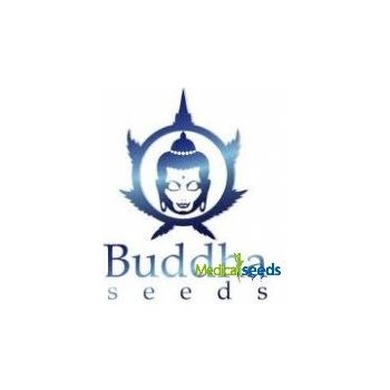 Buddha Seeds Buddha Purple Kush semena neobsahují THC 5 ks