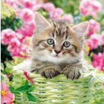 Ubrousek 33x33cm KOTĚ – Hledejceny.cz