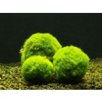 Cladophora aegagropila Nano – Zbozi.Blesk.cz