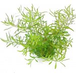 Ludwigia arcuata - Zakulacenka obloukovitá – Zbozi.Blesk.cz